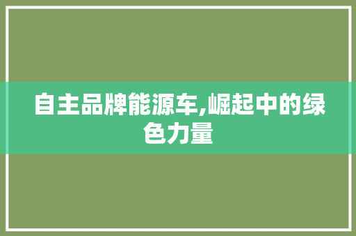 自主品牌能源车,崛起中的绿色力量